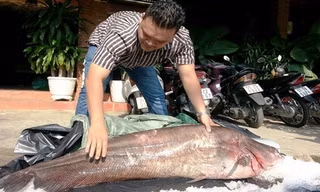 Ngư dân lần đầu bắt được cá leo 65kg ở miền Tây