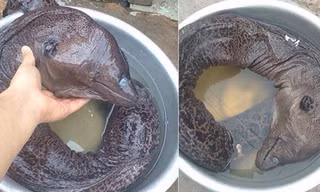 Cá ‘quái dị’ được cho là bắt ở Nam Định.