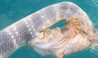Hai con ngoặm chặt lấy nhau lúc bị bắt. Ảnh: BBC