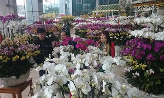 Hàng ngàn chậu lan hồ điệp quý hiếm, rực rỡ sắc màu tại khu vực chợ hoa Quảng Bá.