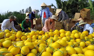 Nông dân Đồng Tháp năm nay kiếm bộn tiền nhờ dưa lê vàng được mùa. Ảnh: Nam Lê/VnExpress