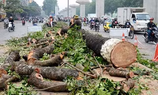 Chủ tịch Hà Nội yêu cầu khẩn trương thanh tra vụ cây xanh