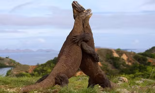 Hai con rồng Komodo chiến đấu với nhau trong khoảng 30 giây. Nguồn: Daily Mail.