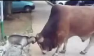 Kinh ngạc cảnh dê tí hon “đánh bại” bò khổng lồ