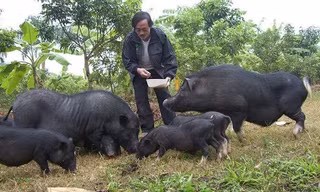 Cuộc sống đời thường thú vị của Giang Còi ở ngoại thành
