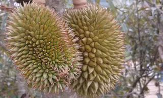 Lứa sầu riêng chuẩn bị cho thu hoạch tại huyện Đạ Huoai.