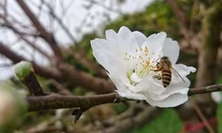 Ngắm bạch đào cánh trắng như tuyết giá 2 triệu đồng/cây