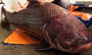 Chú cá hô nặng tới 135kg vừa được chuyển về TPHCM.