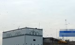 Chim yến trên nhà cao tầng ở khu vực cầu Long Chánh (thị xã Gò Công). Ảnh: Đức Thịnh