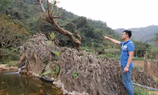 Chiêm ngưỡng khối đá giống gốc cây khổng lồ hóa thạch, được trả giá đến 18 tỷ đồng