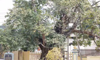 Cây thị nghìn năm trổ ra nguyên hình voi con cưỡi trên lưng voi mẹ