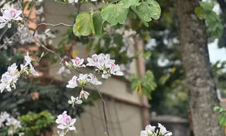 Hoa ban bung nở khắp nẻo đường Tây Bắc 