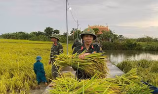 Thanh Hoá: Bộ đội, dân quân giúp dân gặt lúa 'chạy' mưa bão