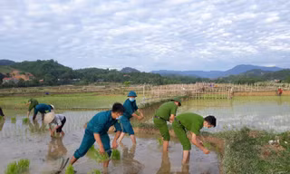 Cán bộ, chiến sỹ xuống đồng cấy lúa giúp các hộ dân đang bị cách ly