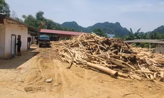 Xử lý nhiều vi phạm trong thu mua, chế biến gỗ keo ở Thanh Hoá