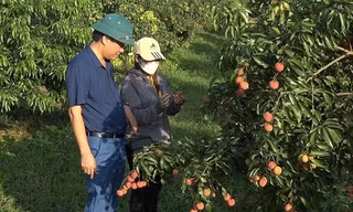 Thanh Hóa xuất 1 tấn vải thiều không hạt đầu tiên đi Anh, Nhật