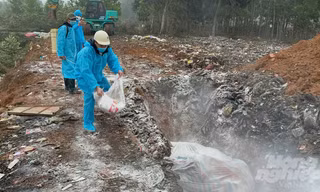 Phát hiện ổ dịch lở mồm long móng ở Thanh Hóa, lập 2 chốt kiểm soát
