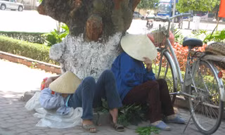Vào rừng tránh nắng nóng