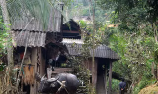Bà con dùng trâu kéo gỗ từ rừng ra bản