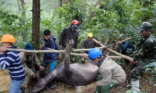 Ban chỉ đạo Trung ương về Phòng chống thiên tai đề nghị Thừa Thiên-Huế tổ chức đoàn công tác đốc thúc công tác phòng chống rét cho vật nuôi, cây trồng ở huyện A Lưới.