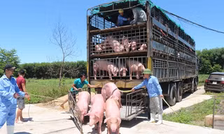 Lãnh đạo Cục chăn nuôi cảnh báo có hiện tượng nhập lợn sống từ Thái Lan về rồi xuất qua Trung Quốc để hưởng chênh lệch giá.