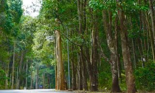 Khám phá khu rừng quý còn nguyên vẹn ở Bà Rịa- Vũng Tàu