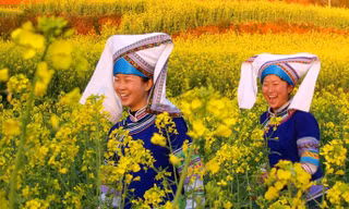 Giới trẻ Trung Quốc mê hoa cải