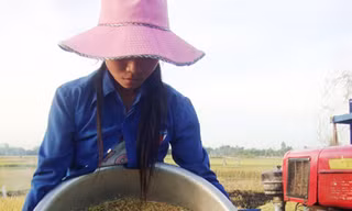 Cứu đói… giữa mùa gặt