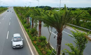 Cây xanh được trồng tại đường Võ Nguyên Giáp.