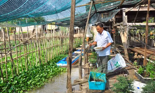  Ông Năm Cường cho cá ăn