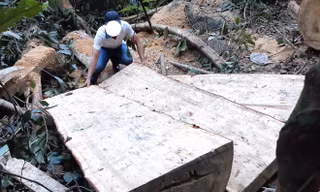 Hiện trường vụ khai thác lâm sản trái phép tại xã Sro’, huyện Kông Chro, tỉnh Gia Lai Ảnh: Lê Tiền 
