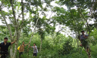 Dưới vòm sưa của người A Rem