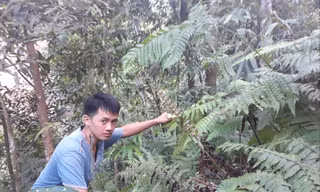 Lù A Kiều đang tìm tổ ong đất