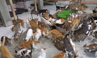 Một góc “nơi trú ẩn” của Leo và các bạn 