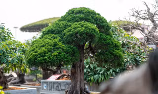 Cặp tùng có giá hơn 2,7 tỷ xuất hiện tại hội chợ hoa ở Hạ Long