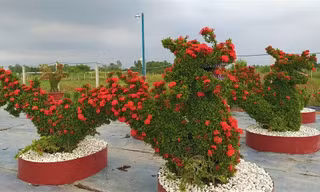 Cây cảnh thú bông trang 'siêu độc' chơi Tết ở miền Tây