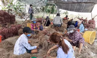 Trao quyền sử dụng chỉ dẫn địa lý cho đặc sản hành tím