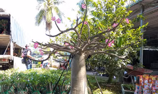 Dàn cây cảnh sứ 'chân dài' chơi Tết độc nhất miền Tây 