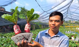 Củ cải 'hồng phát' độc đáo chưng Tết ở Bến Tre