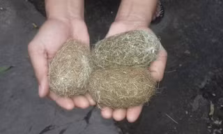 Chàng trai miền Tây sở hữu 3 vật thể lạ được cho là cát lợn quý hiếm