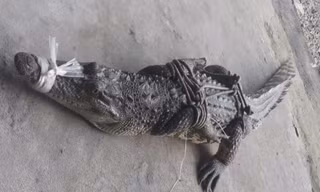 Bắt cá sấu 'lang thang' giữa dòng kênh ở An Giang