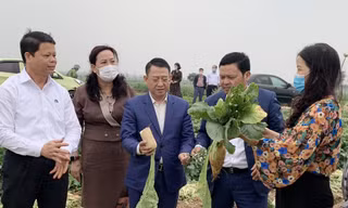 Đoàn công tác kiểm tra thực trạng việc thu hoạch, tiêu thụ củ cải ở Mê Linh. Ảnh: PV