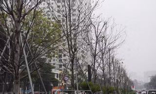 Hàng cây phong lá đỏ sắp bị thay thế ở Hà Nội