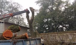 Vì sao lô gỗ sưa 'trăm tỷ' ở Hà Nội chưa bán đấu giá?
