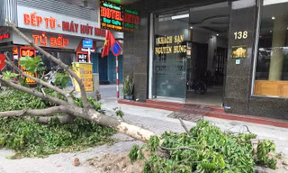 Hà Nội sẽ thay thế cây xanh không đạt thẩm mỹ, cong, nghiêng