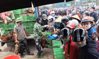 Người dân Hà Nội xếp hàng 'rồng rắn' giải cứu gà đồi Chí Linh