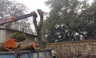 Sắp mở lại phiên đấu giá lô gỗ sưa 'trăm tỷ' ở Hà Nội