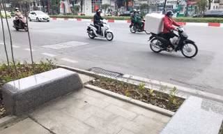 Hà Nội bố trí hàng ghế đá dưới cây hoa sữa cổ thụ
