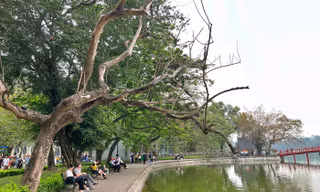 Xử lý 3 cây sưa chết ở khu vực hồ Hoàn Kiếm như thế nào?