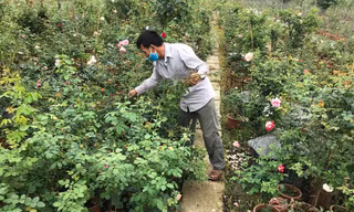 Hết hạn cách ly COVID-19, hoa hồng Hạ Lôi lại đi muôn nơi
